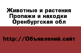 Животные и растения Пропажи и находки. Оренбургская обл.